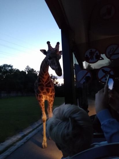 Safari 2020-14