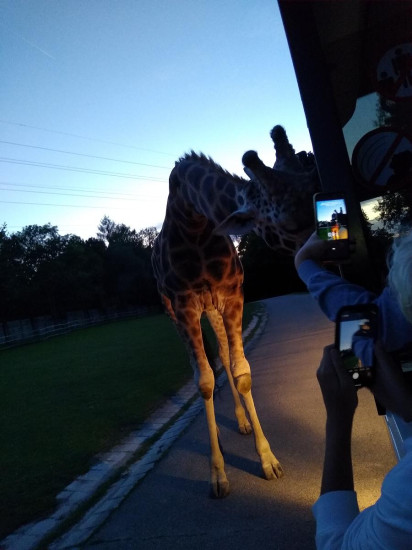 Safari 2020-15