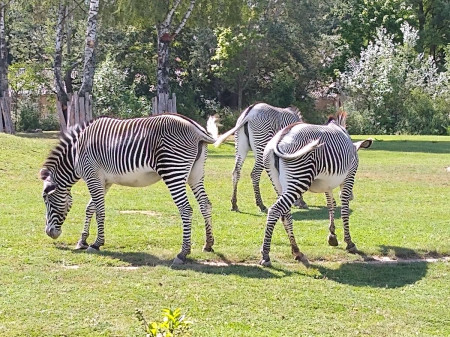 Safari 2020-18
