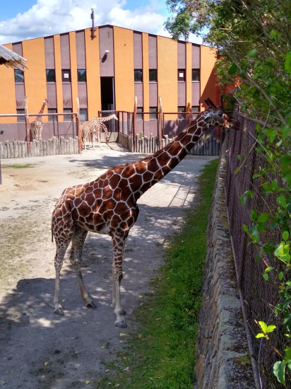 Safari 2020-20