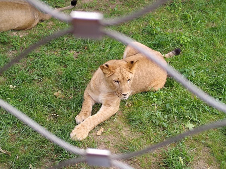 Safari 2020-26