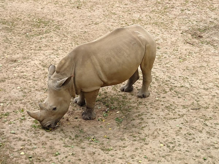 Safari 2020-32