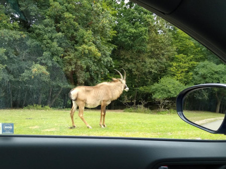 Safari 2020-40