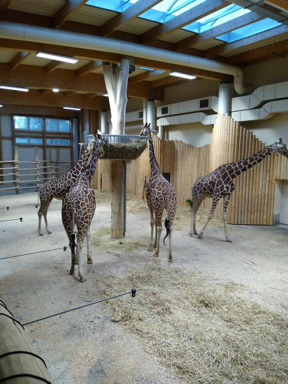Safari 2020-48
