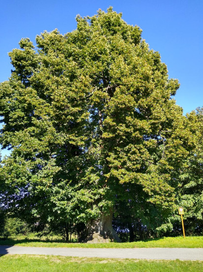Landtejn 120