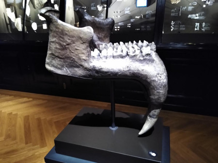 Nrodn muzeum 31