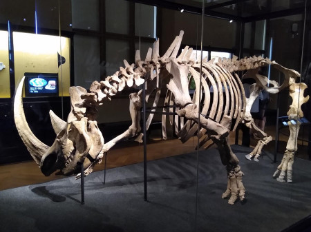 Nrodn muzeum 35