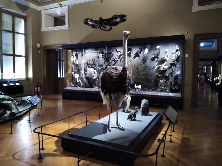 Nrodn muzeum 80