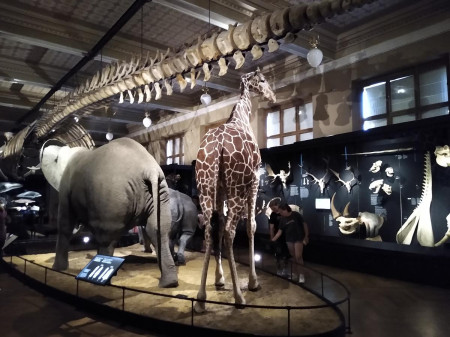 Nrodn muzeum 81