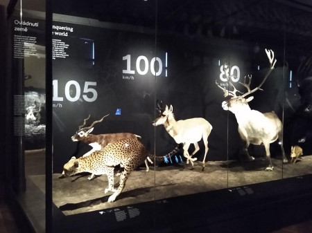 Nrodn muzeum 83